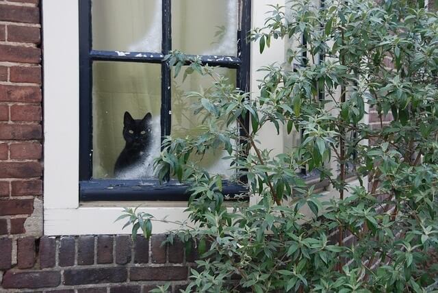 cat looking out of window while home all day