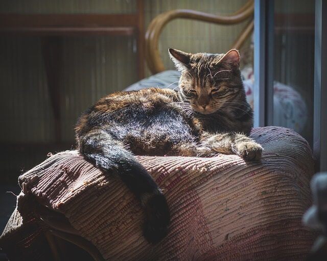 cat sleeping a lot while at home all day