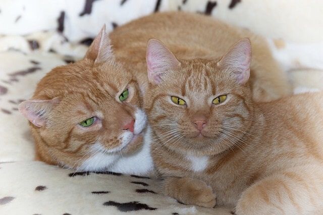 having another cat to help your cat not be so bored at home