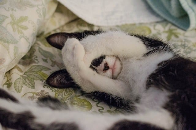 Different Types of Worms Cats Can Have