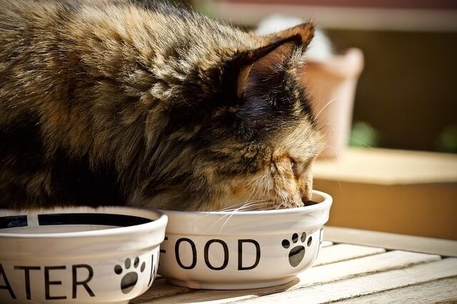 Ways to Help Your Cat Manage and Reduce Hairballs