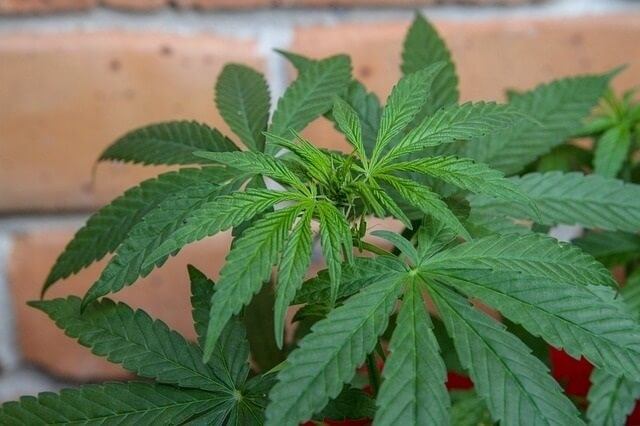 What Is CBD Oil