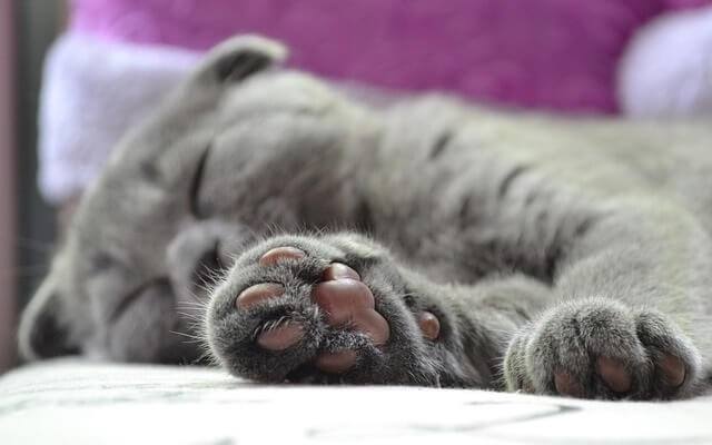 What Type of Litter Is Best for Declawed Cats