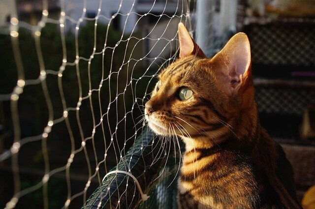 When Do Bengals Coat's Change Color