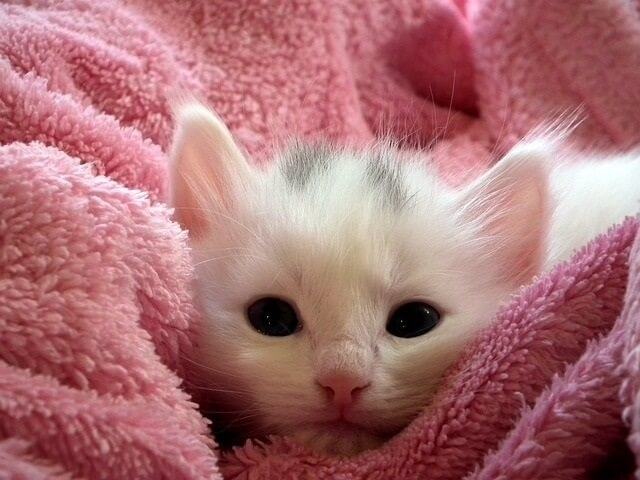 Which Is Best for Eye Infections in Cats