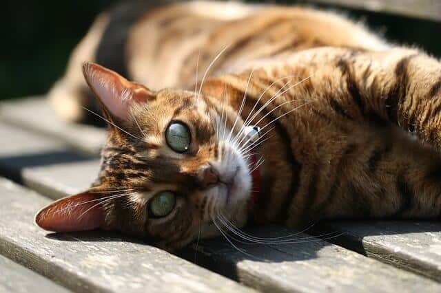 Why Do Bengal Kittens Change Their Spots and Color