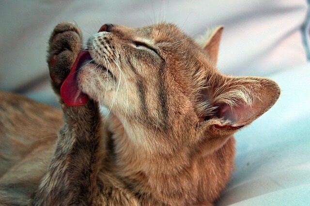 Why Do Cats Get Hairballs