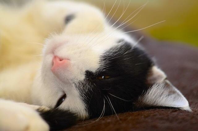 Your Heartbeat Is Soothing to Your Cat