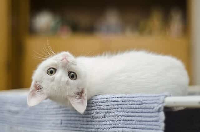 Am I Allergic to Cat Litter