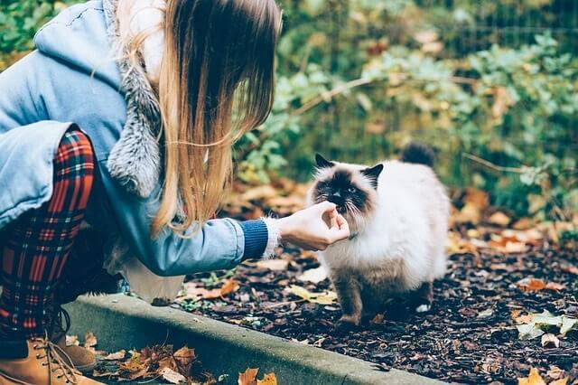 Be the one feeding your cat if you want them to like you more