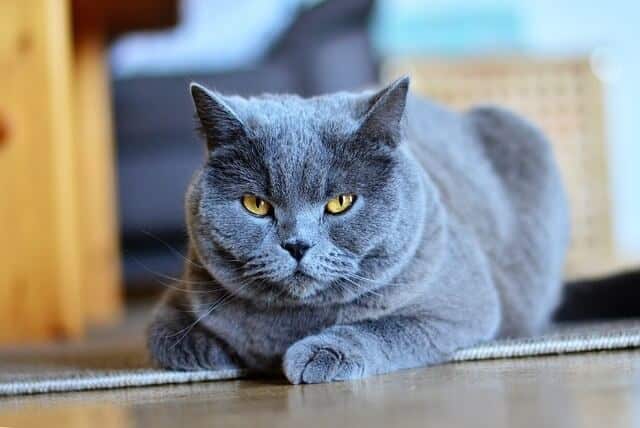 Chartreux Cat with Mauve Footpads
