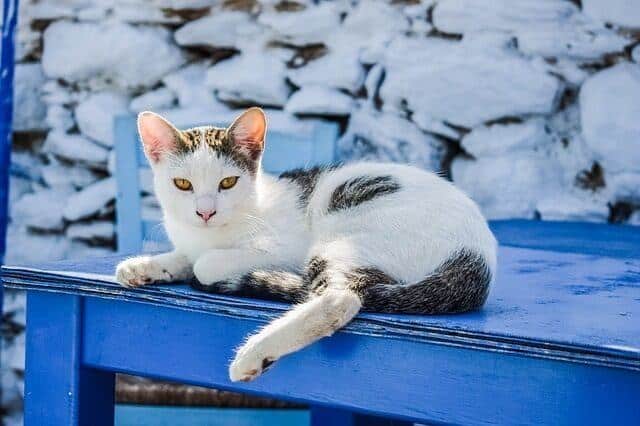 Greek God Names for Cats