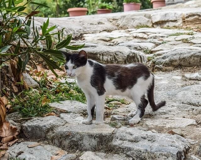 Greek Names for Female Cats