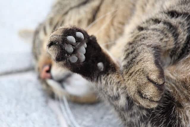 Grey color foot pads on a cat with a light brown and grey coat