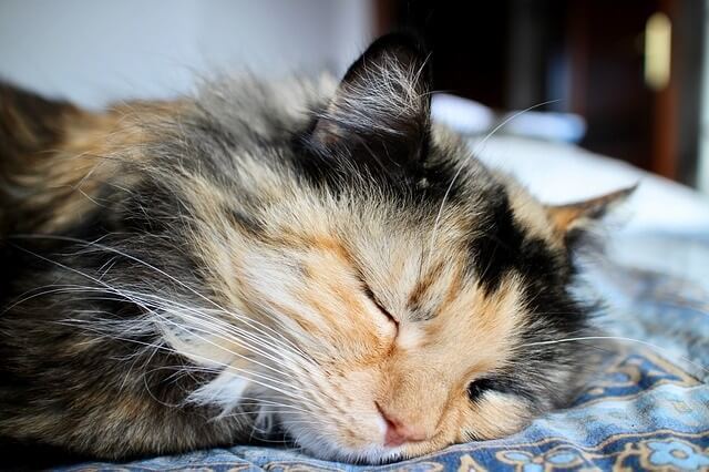 How Do I Get My Cat to Sleep with Me