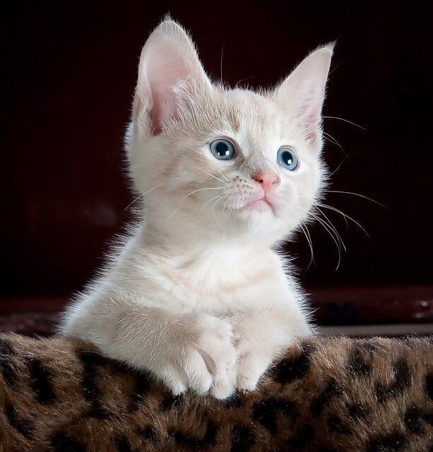 How Long Does the Kitten Stage Last