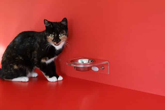 How Much Diatomaceous Earth to Feed to a Cat