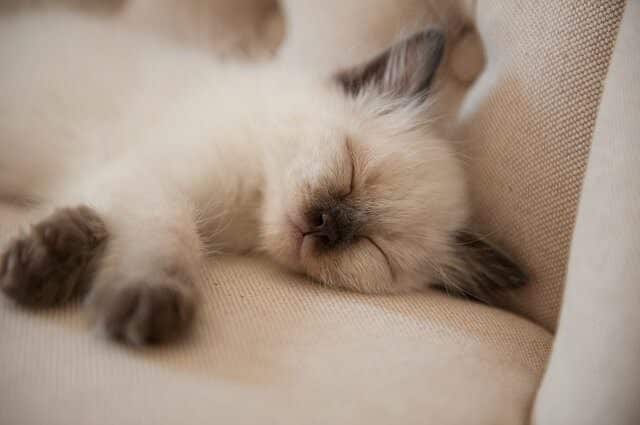How Much Should My Kitten Be Sleeping a Day