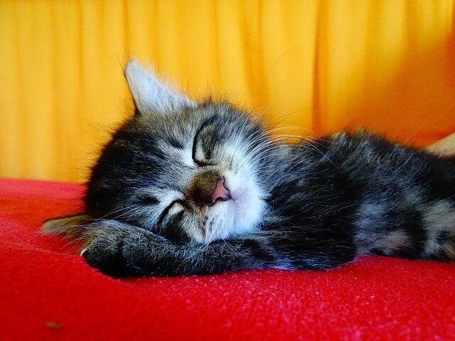 How to Get a Kitten to Sleep at Night