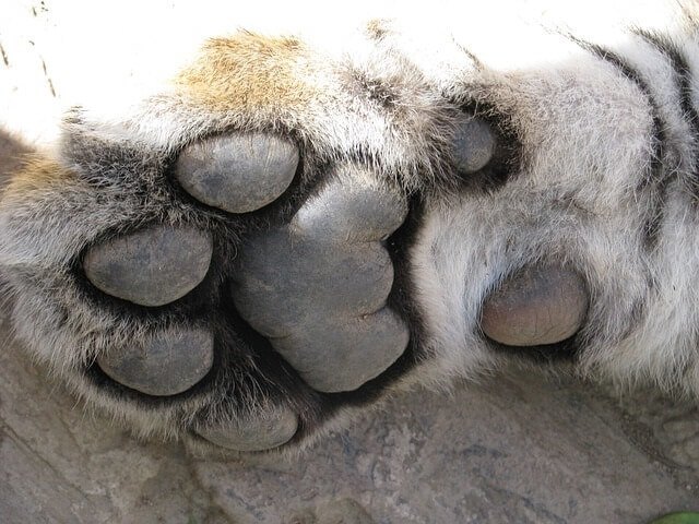 Light grey color paw pads on a light grey color cat