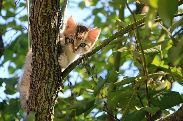 Providing more fun obstacles for kittens to help clam them when they are hyper