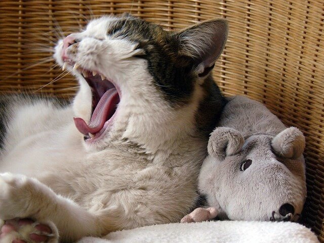 Tatarian Honeysuckle Spray for Cats