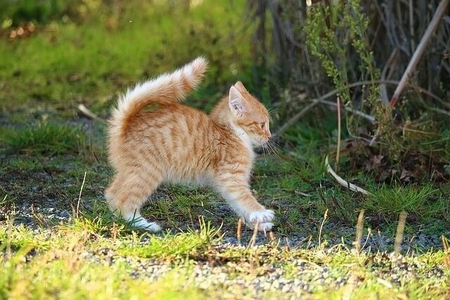 Teaching hyper kittens to play nicely to help calm them down
