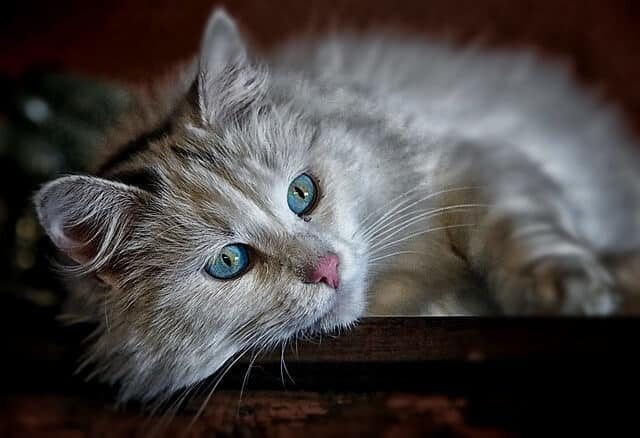 They Are Letting Other Cats Know Their Territory