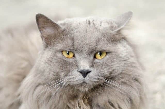 Tips for Introducing Your Cat to New Litter