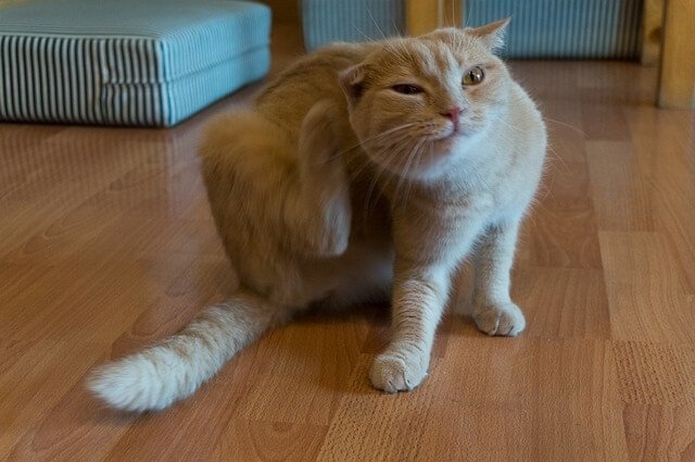 Using Diatomaceous Earth for Fleas on Cats