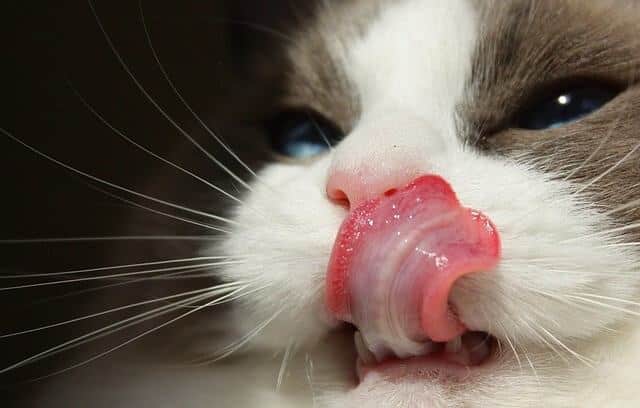 What Does It Mean When a Cat Licks Your Ear