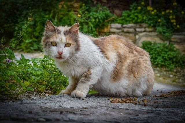 What Is the Best Treatment for Hyperthyroidism in Cats