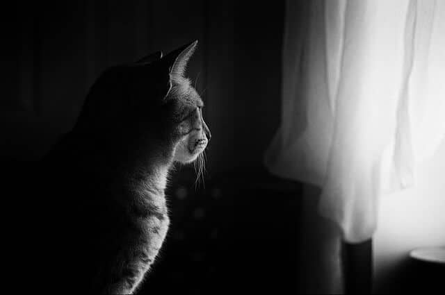 What Makes a Cat Tree Good for Older Cats
