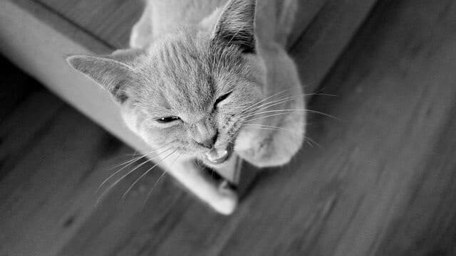 Why Do Cats Rub Their Teeth on You