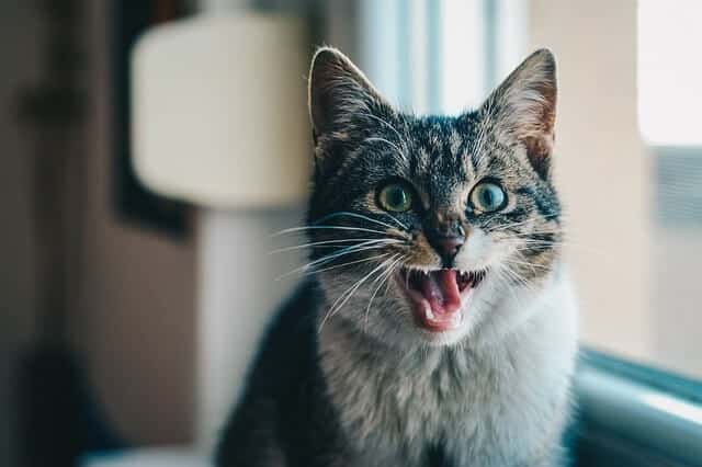 Why Do Cats like Ears