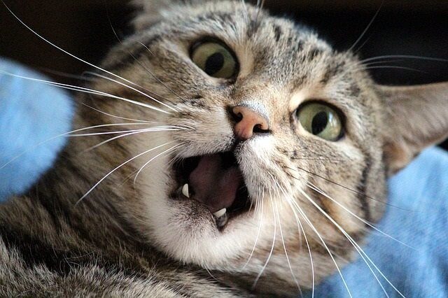 Why Does My Cat Bite Me Gently