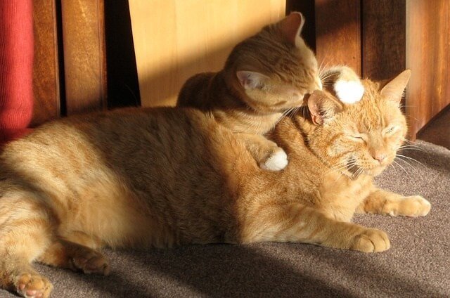 Why Does My Cat Try to Groom Me Does Any of the Following Ring True