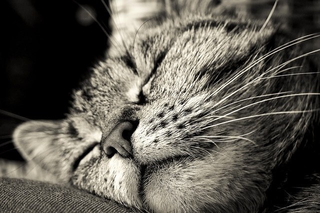 Your Cat Can't Find Anywhere Else Better When They Sleep on Your Pillow
