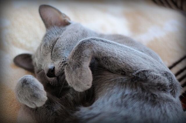 Your cat is sharing your warmth when they sleep by you