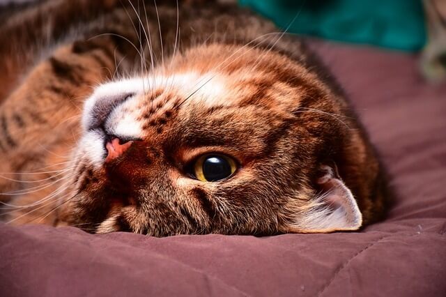 Your cat loves you and wants to be near you when they sleep on your pillow