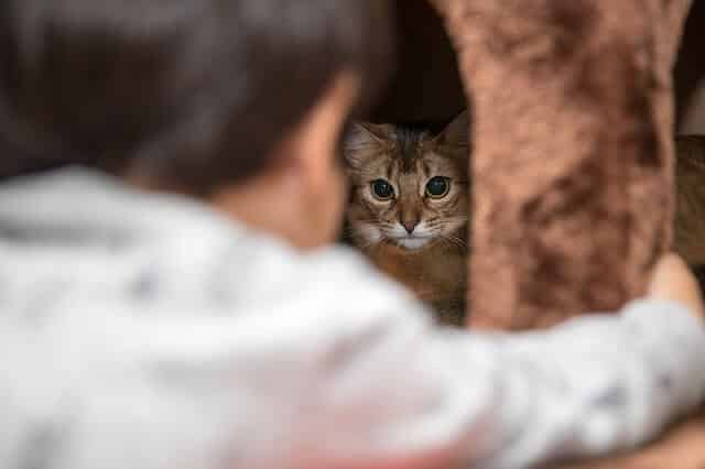 best cat trees for arthritic cats