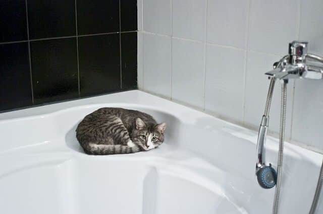 cats drink out of toilets because of convenience