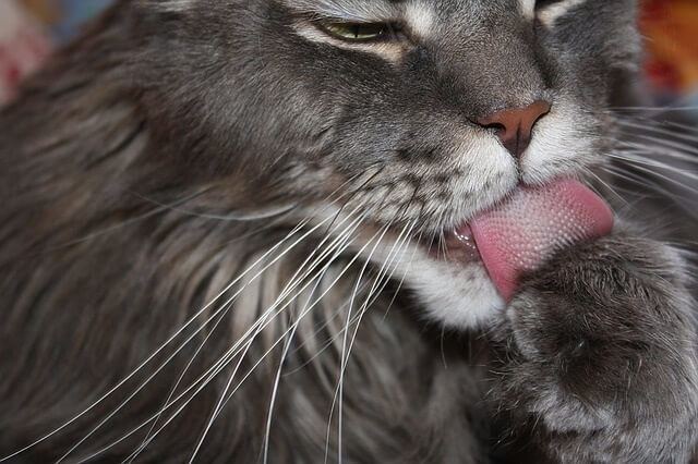 cats show us love and afffection when they lick and groom us