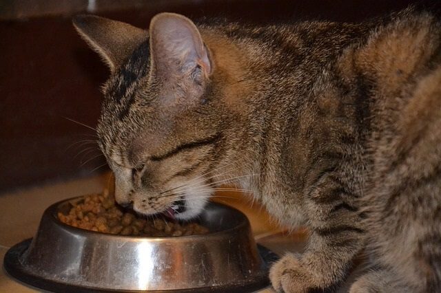 why canned food is better then dry for cats with hyperthyroidism