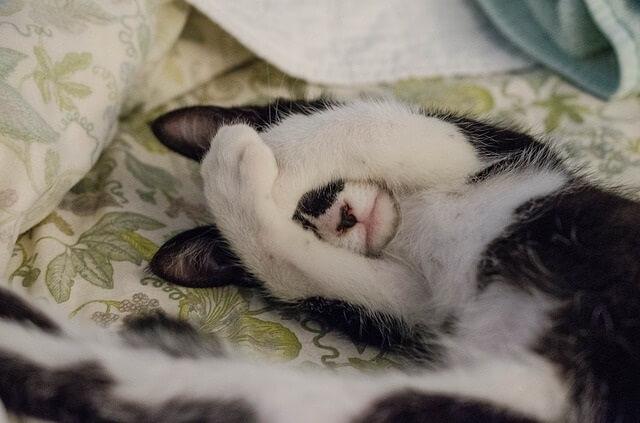 Additional Tips to Stop Your Cat Scratching Your Box Spring