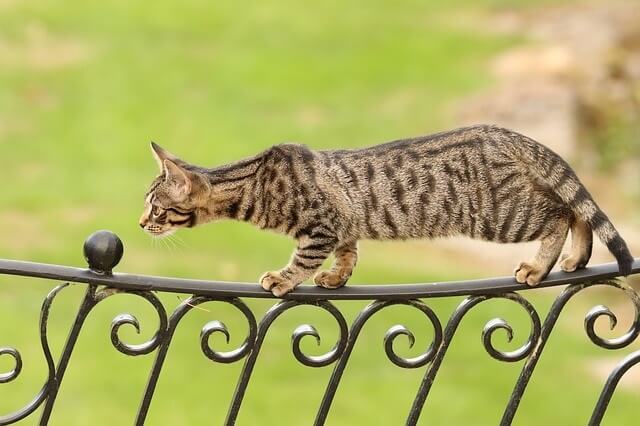 Bengals are great at hunting