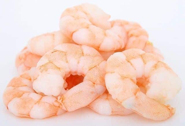 Can Cats Eat Raw Shrimp