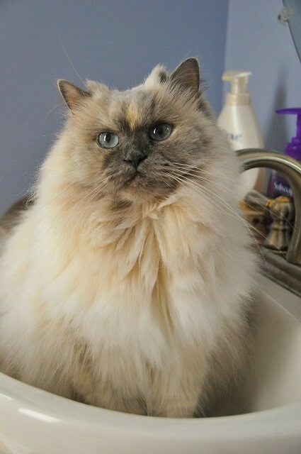 Cat Proof Toilet Paper Holder