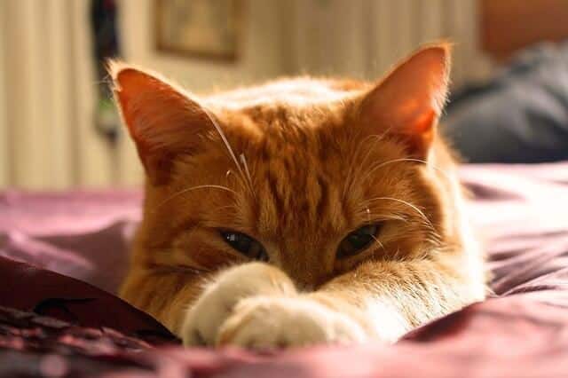 Cats sleep in the face down position because it's comfortable for them