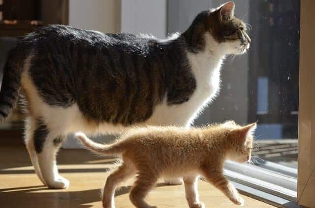 Multi-Cat Household Dynamics